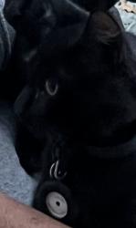 Lost Male Cat last seen Potter rd and forest, Matthews, NC 28104