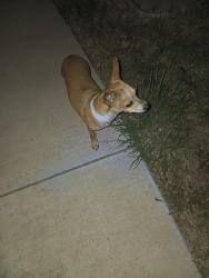 Found/Stray Male Dog last seen Sails st and seashell st, Fort Worth, TX 76179
