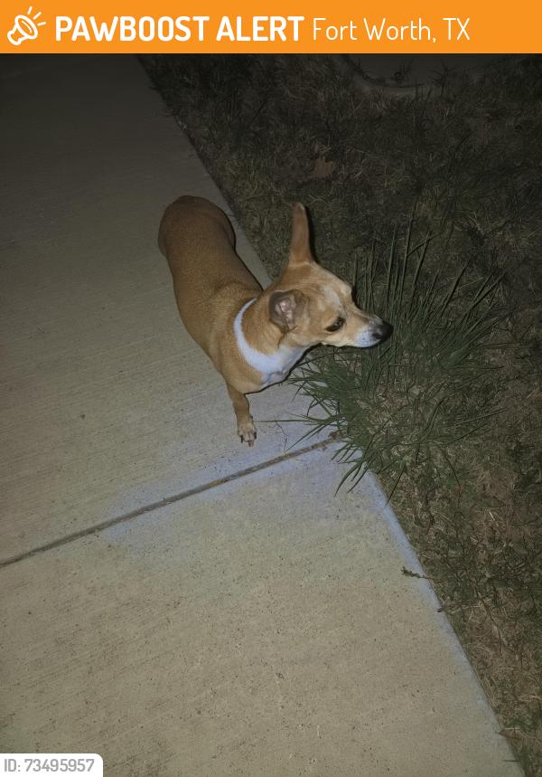 Found/Stray Male Dog last seen Sails st and seashell st, Fort Worth, TX 76179