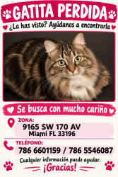 Reunited Female Cat last seen Near SW 170 Av Miami Fl 33196, Miami, FL 33196