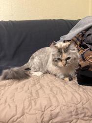 Reunited Unknown Cat last seen Dunham Park, Harwood Heights, IL 60706