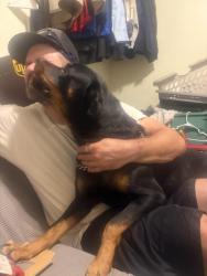 Reunited Female Dog last seen North, Akron, OH 44310