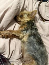 Reunited Male Dog last seen Red Bluff Rd, Pasadena, TX 77503