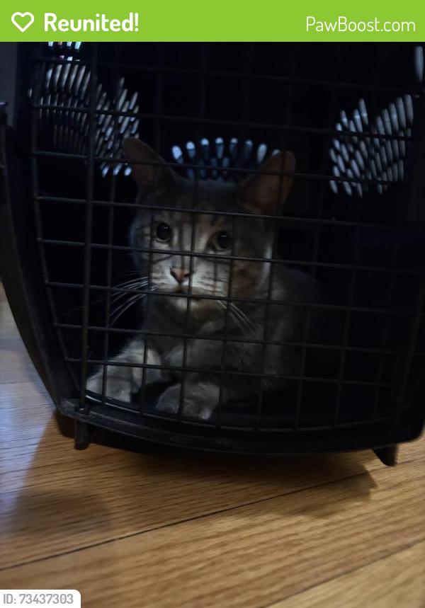 Reunited Unknown Cat last seen Summit Avenue, Saint Paul, MN 55104