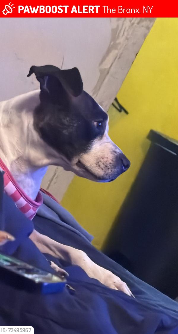 Lost Female Dog last seen Near a community center, The Bronx, NY 10454