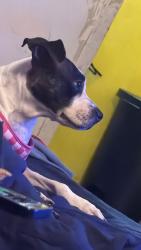 Lost Female Dog last seen Near a community center, The Bronx, NY 10454