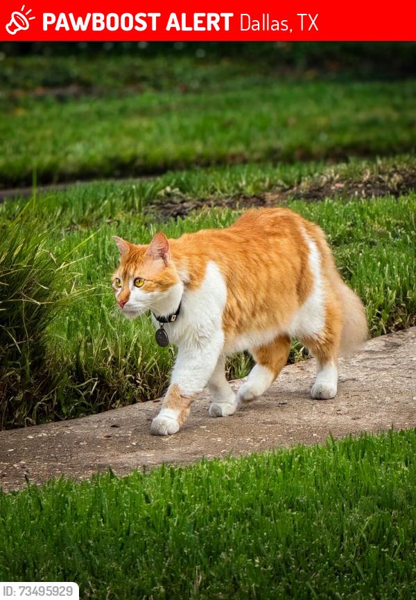 Lost Male Cat last seen Wycliff ave, Dallas, TX 75219