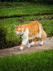 Lost Male Cat last seen Wycliff ave, Dallas, TX 75219