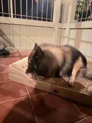 Reunited Unknown Dog last seen Summit, Escondido, CA 92025