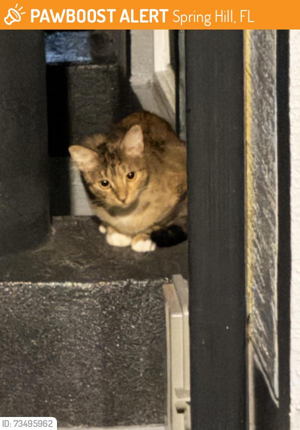 Found/Stray Female Cat last seen Bishop and Escobar, Spring Hill, FL 34608