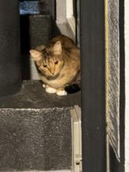 Found/Stray Female Cat last seen Bishop and Escobar, Spring Hill, FL 34608