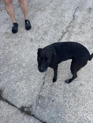 Found/Stray Female Dog last seen Welsh, Fayetteville, NC 28303