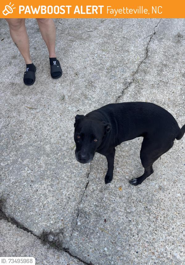 Found/Stray Female Dog last seen Welsh, Fayetteville, NC 28303