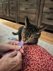 Reunited Male Cat last seen 5th Avenue and Fulton Avenue, St. Charles, IL 60174