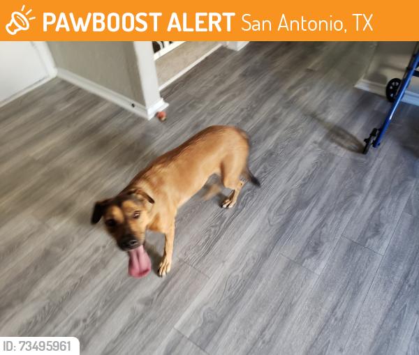 Found/Stray Female Dog last seen Daffodil Way and Basil Grass, San Antonio, TX 78245