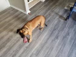Found/Stray Female Dog last seen Daffodil Way and Basil Grass, San Antonio, TX 78245