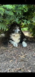 Lost Male Dog last seen Clyth Dr., New Castle County, DE 19803