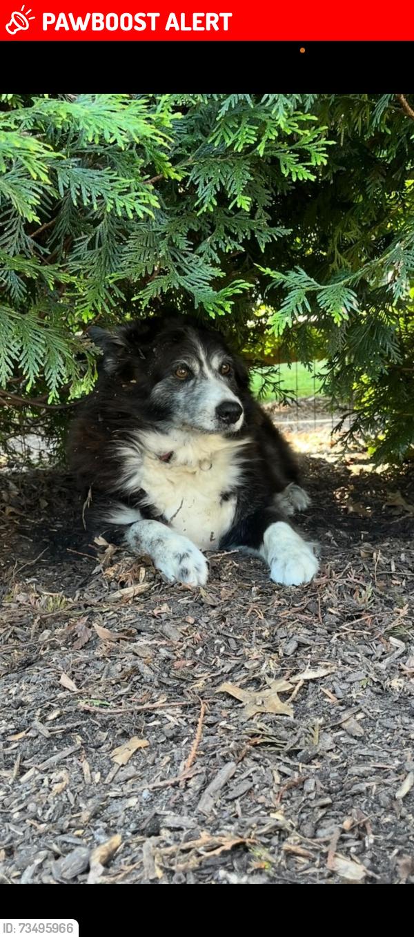 Lost Male Dog last seen Clyth Dr., New Castle County, DE 19803