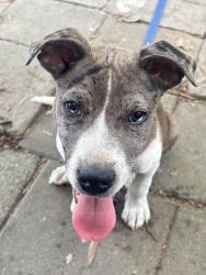 Lost Male Dog last seen mcknight mill rd, Greensboro, NC 27405