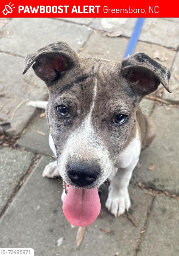 Lost Male Dog last seen mcknight mill rd, Greensboro, NC 27405