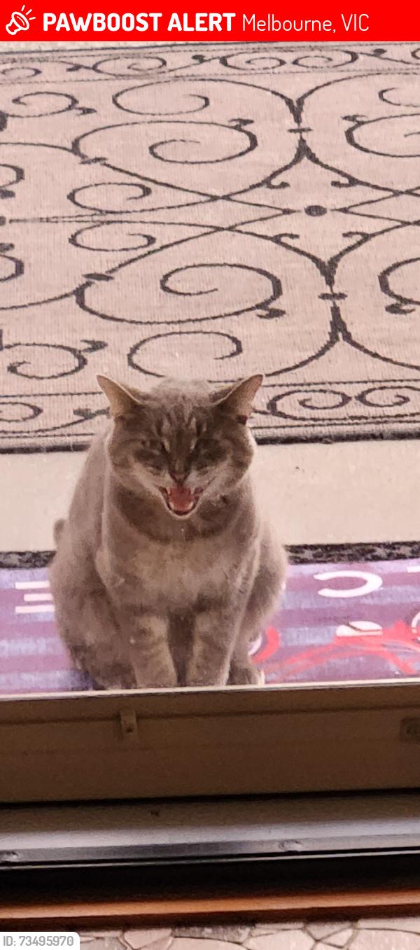 Lost Male Cat last seen Lester Rd, New Franklin, OH 44319, Melbourne, VIC 