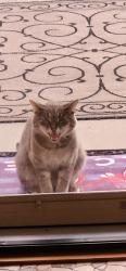 Lost Male Cat last seen Lester Rd, New Franklin, OH 44319, Melbourne, VIC 