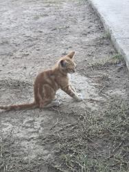 Found/Stray Unknown Cat last seen E roberts lane, Bakersfield, CA 93308