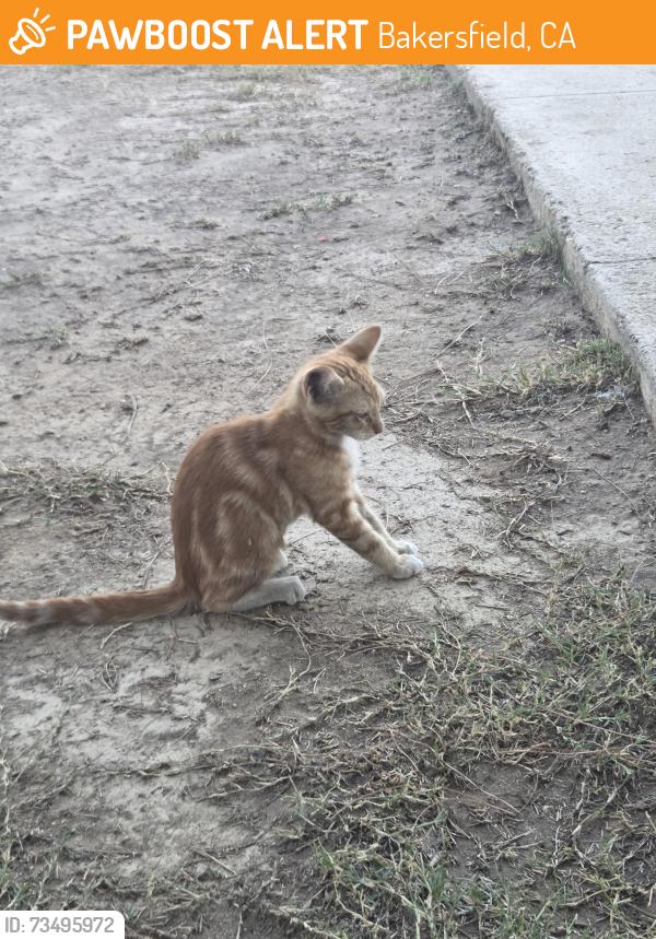 Found/Stray Unknown Cat last seen E roberts lane, Bakersfield, CA 93308