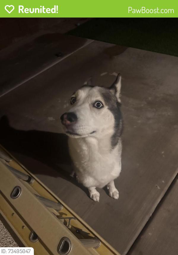 Reunited Male Dog last seen durango & gomer, Las Vegas, NV 89178