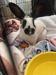 Found/Stray Unknown Rabbit last seen Belle drive and young street, Metairie, LA 70006