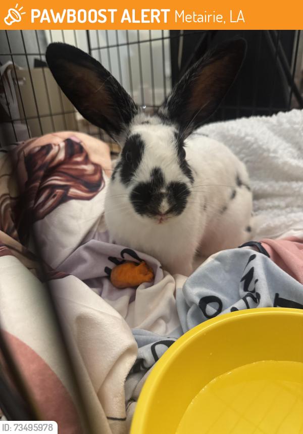 Found/Stray Unknown Rabbit last seen Belle drive and young street, Metairie, LA 70006