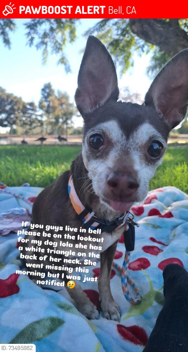 Lost Unknown Dog last seen Riverside and gage, Bell, CA 90201