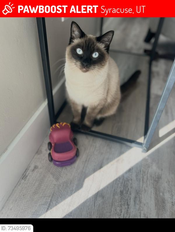 Lost Female Cat last seen Gordon avenue, shoreline drive, Syracuse, UT 84075