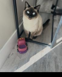 Lost Female Cat last seen Gordon avenue, shoreline drive, Syracuse, UT 84075
