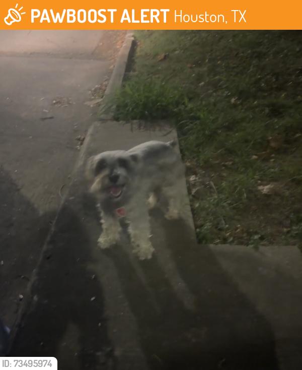 Found/Stray Unknown Dog last seen Resurrection Catholic Church, Houston, TX 77020