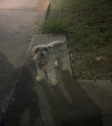 Found/Stray Unknown Dog last seen Resurrection Catholic Church, Houston, TX 77020