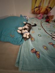 Lost Female Cat last seen She is wearing a baby blue collar with a small bell., Channelview, TX 77530