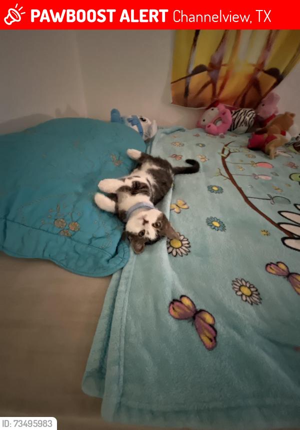 Lost Female Cat last seen She is wearing a baby blue collar with a small bell., Channelview, TX 77530