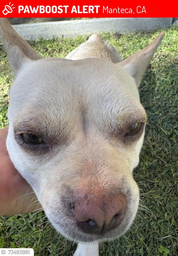 Lost Male Dog last seen In Saint Anthony's church in Manteca, Manteca, CA 95336