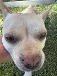 Lost Male Dog last seen In Saint Anthony's church in Manteca, Manteca, CA 95336