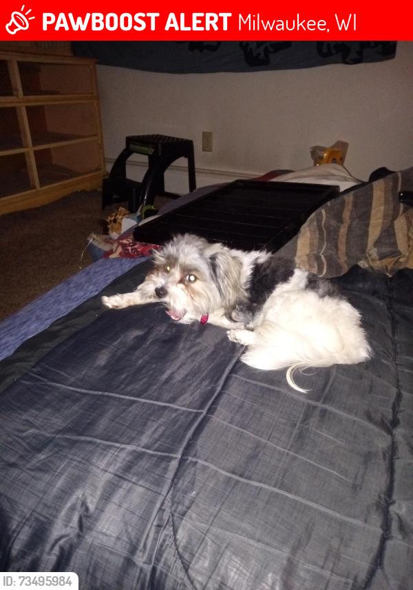 Lost Male Dog last seen S Miner st, Milwaukee, WI 53221
