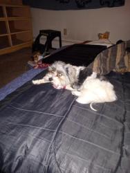 Lost Male Dog last seen S Miner st, Milwaukee, WI 53221