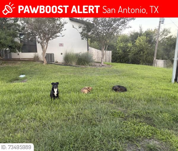 Lost Unknown Dog last seen Across Fort Sam Golf Course & near apmts, San Antonio, TX 78209