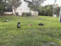 Lost Unknown Dog last seen Across Fort Sam Golf Course & near apmts, San Antonio, TX 78209