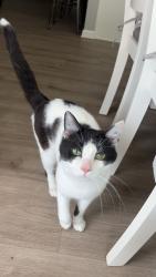 Lost Male Cat last seen E 40th St, and E 39th St, Rucket St, Indianapolis, IN 46208