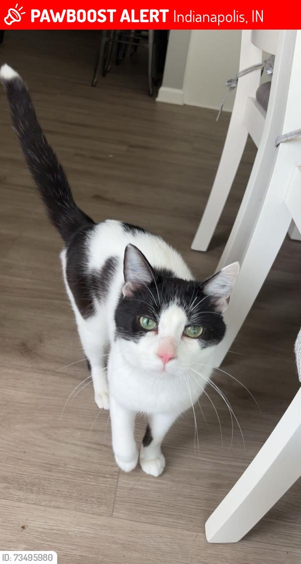 Lost Male Cat last seen E 40th St, and E 39th St, Rucket St, Indianapolis, IN 46208
