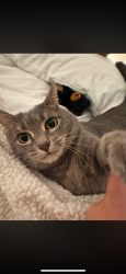 Reunited Female Cat last seen Boulevard and Chase St, Athens, GA 30601