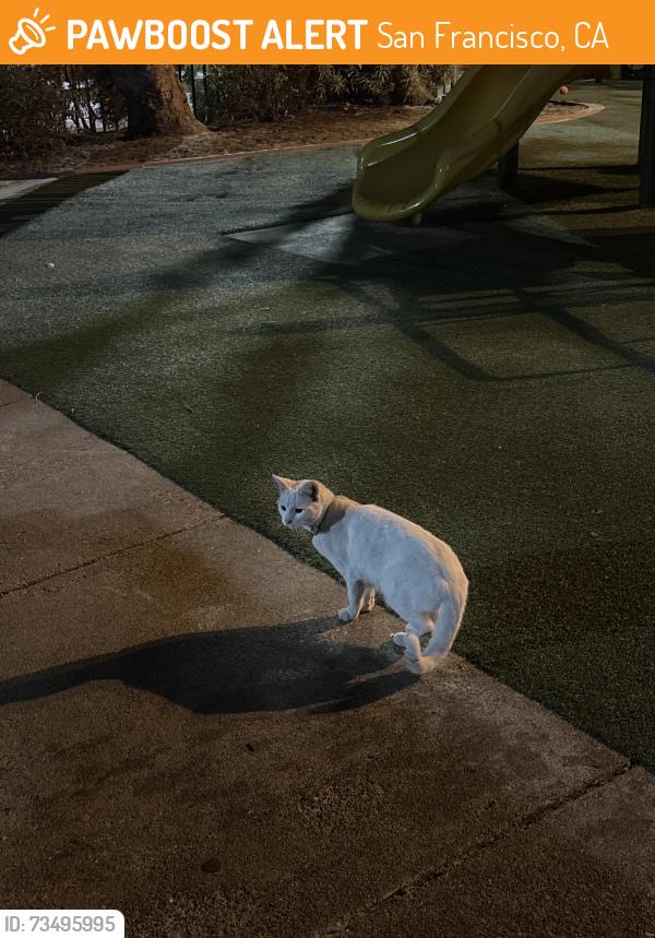Found/Stray Unknown Cat last seen Duboce park playground, San Francisco, CA 94117