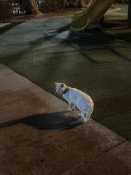 Found/Stray Unknown Cat last seen Duboce park playground, San Francisco, CA 94117