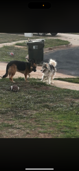 Reunited Male Dog last seen Classen and Cedar Lane, Norman, OK 73071
